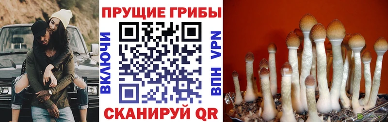 MEGA ссылки  Тольятти  Галлюциногенные грибы мицелий 